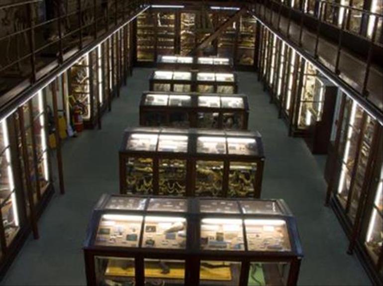 Museo di Zoologia "P. Doderlein"