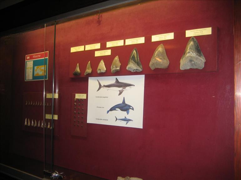 Museo Geologico "G. G. Gemmellaro"