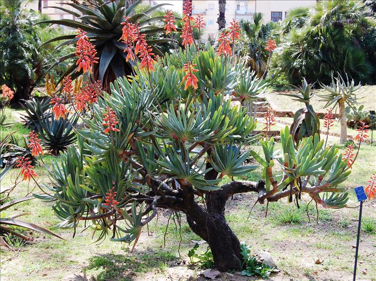 Orto Botanico ed Herbarium Mediterraneum